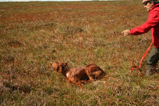 des sorcieres du sancy - à reserver chiots à naitre 15 août