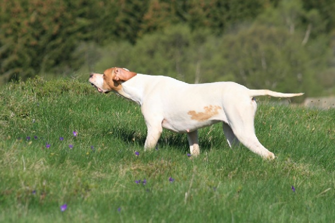 à réserver chiots pointer gdes origines